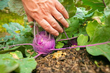 kohlrabi in hands. Farmer picking vegetables in his own garden.Purple fresh kohlrabi in male hands in a garden. Vegan and vegetarian nutrition ingredient.