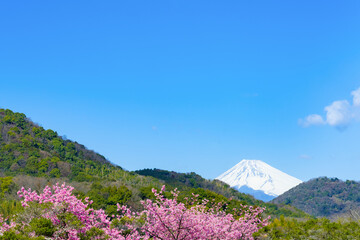 Fototapeta na wymiar 河津桜と富士山