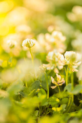 Clover blooming .Saint Patrick symbol. clover flowers beautiful background. Summer mood. 