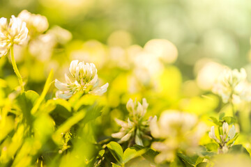 Clover blooming close-up in the sun.clover flowers beautiful background. Summer mood. Saint Patrick...