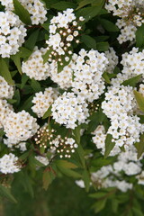 Blossom of white spirea, Spiraea,  meadowsweets or steeplebushes, ornamental plant