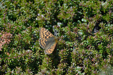 ガンコウランに止まるアサヒヒョウモン（北海道・大雪山）
