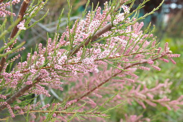 Tamarix gallica, French tamarisk -  deciduous, herbaceous, twiggy shrub covered with pink flowers