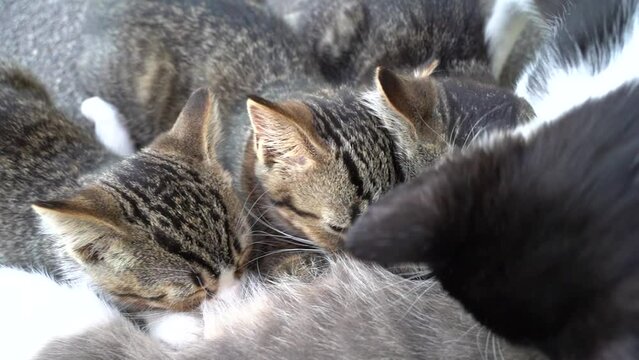 Four kittens drink milk from their mother cat