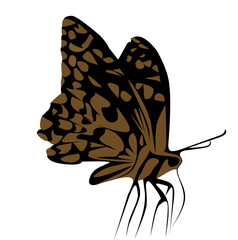 butterfly isolated on white background