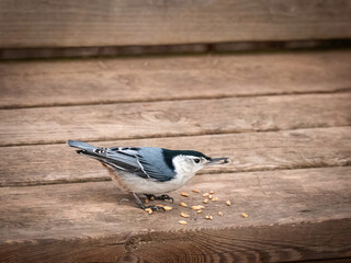 A white-breasted nuthatch  eating seeds on thr wooden bench