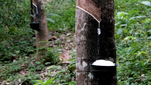 Collecting natural rubber. Tripod shot of latex dripping from trunk down the gutter into the collector. Thailand.