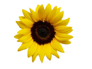 helianthus annuus, flower of the plant called sunflower