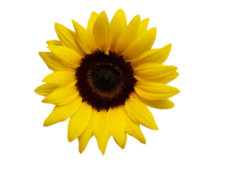 Foto op Plexiglas helianthus annuus, flower of the plant called sunflower © Angelo