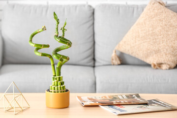 Pot with bamboo plant and magazines on table in living room