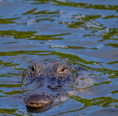 crocodile in the water