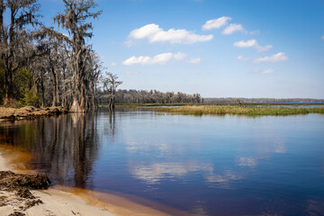 Cypress trees line the shore of the root-beer-coloured water of Lake Louisa in the state park of the same name near Orlando, Florida.