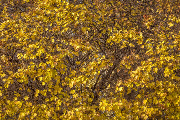 Autumn trees golden landscape, yellow forest in Balkans of Bulgaria