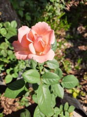 pink rose in garden