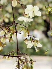 branch of apple tree