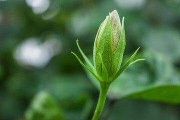 close up of leaves