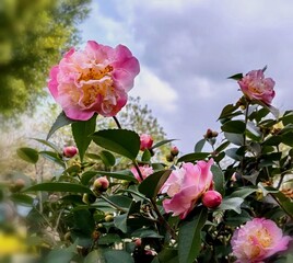 pink flowers in spring garden