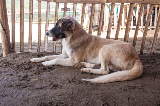 A local dog rests under the shade of a small cottage during noon time at a beach in the Philippines.
