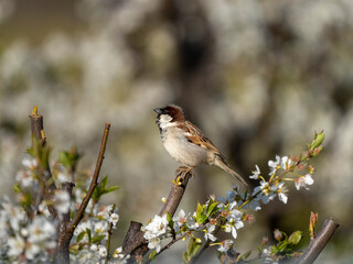 house sparrow with flowers