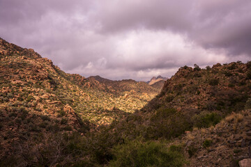 house sparrow with flowers