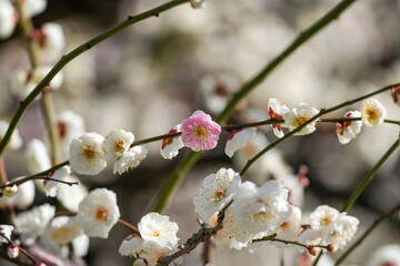同じ枝に紅白の花が咲く縁起の良い梅