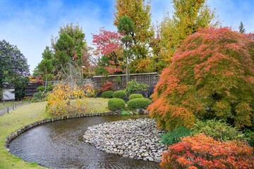 青空バックに見るちょうど見頃の見事なモミジの紅葉情景＠兵庫