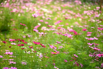 Obraz na płótnie Canvas Beautiful cosmos flowers blossom in garden, Flower field in spring season