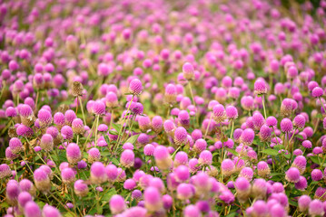 Obraz premium Beautiful pink Globe Amaranth flower blooming in garden