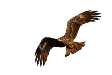Bird of prey Black kite (Milvus migrans) flying on transparent background png file