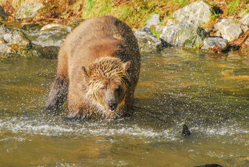 A large blonde grizzly bear stands in the river dripping with water