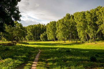 Fototapeta premium Green floodplain valley and birch grove in the background on a summer day