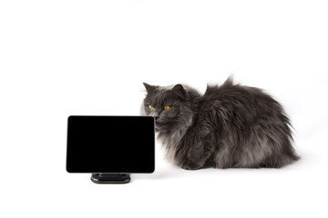 Cute fluffy gray cat sitting beside digital wireless tablet