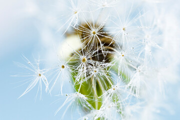 An abstract macro photograph of a dandelion with dew drops on a blue background. A beautiful postcard with a flower and space for a copy, a beautiful banner with raindrops on a spring flower.
