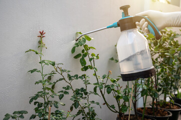 Someone spraying an insecticide to rose bud for prevent and killing aphids. Insecticides are...