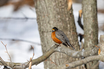 American robin (Turdus migratorius) , birds  looking for food in the snow in the park.