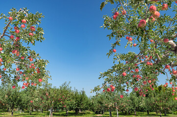 Fototapeta na wymiar 【青森県弘前市りんご】津軽の秋、りんご園は収穫中