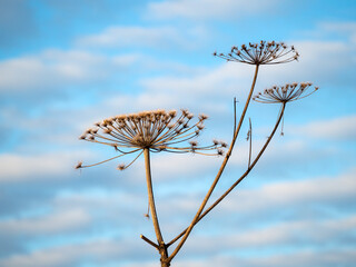 hogweed in autumn