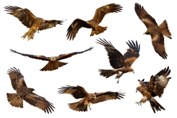 Set of Black kite (Milvus migrans) flying isolated on transparent background png file