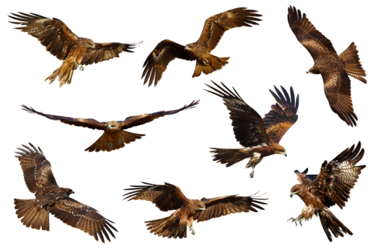Set of Black kite (Milvus migrans) flying isolated on transparent background png file