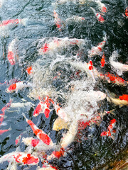 KOI FISH