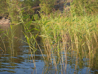 green grass in lake water