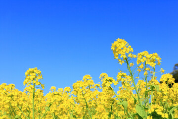 菜の花畑
