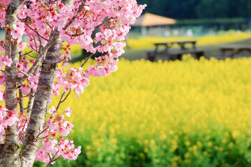 満開の河津桜と菜の花畑
