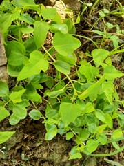 natural growth of papaya seeds