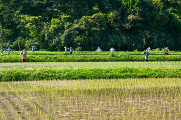 田植後のかかし