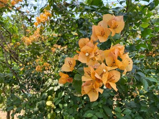Orange bougainvillea, bougainvillea flower, orange bougainvillea, orange flower, It's a beautiful looking flower. colorful It is an ornamental tree native to tropical regions.makes you feel refreshed.