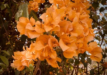 Orange bougainvillea, bougainvillea flower, orange bougainvillea, orange flower, It's a beautiful looking flower. colorful It is an ornamental tree native to tropical regions.makes you feel refreshed.