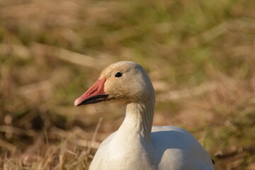 Snow Goose portrait