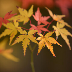Maple leaves, autumn, close up portrait