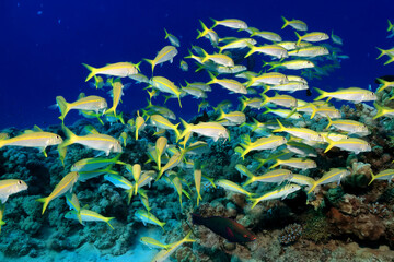 Fototapeta na wymiar flock of fish goatfish underwater background